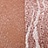 Бронзер для лица `SODA` SHIMMER BRONZER тон 101