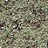 Тени для век `ISCREAM` FREEZE SHINE дуохром тон 03 (olive silk)